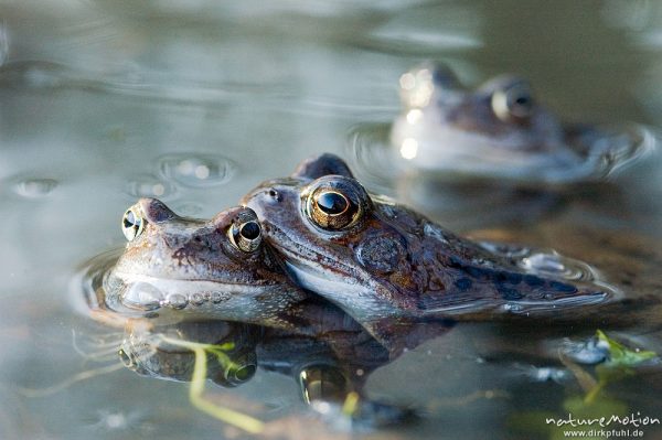 Grasfrosch, Rana temporaria, Ranidae, Männchen im Laichgewässer, Erlenbruch, Göttingen, Deutschland