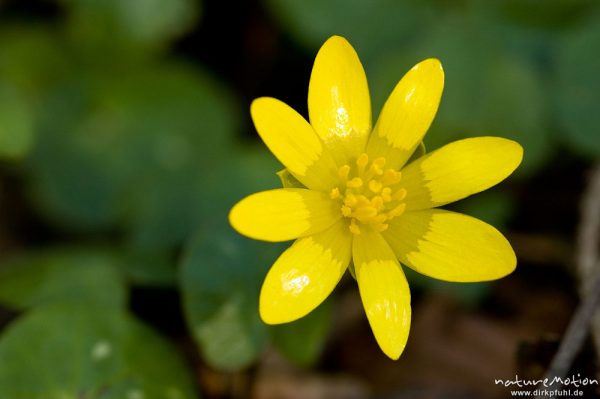 Scharbockskraut, Ranunculus ficaria, Ranunculaceae, Blüte in Aufsicht, Göttingen, Deutschland