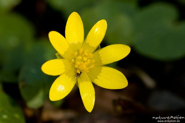 Scharbockskraut, Ranunculus ficaria, Ranunculaceae, Blüte in Aufsicht, Göttingen, Deutschland