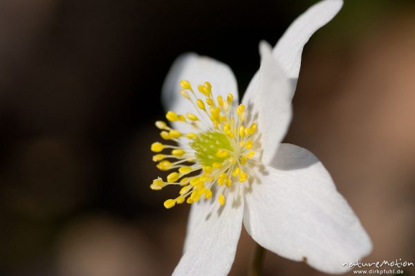 Buschwindröschen, Anemone nemorosa, Ranunculaceae, Blüte mit Staubfäden, Göttingen, Deutschland