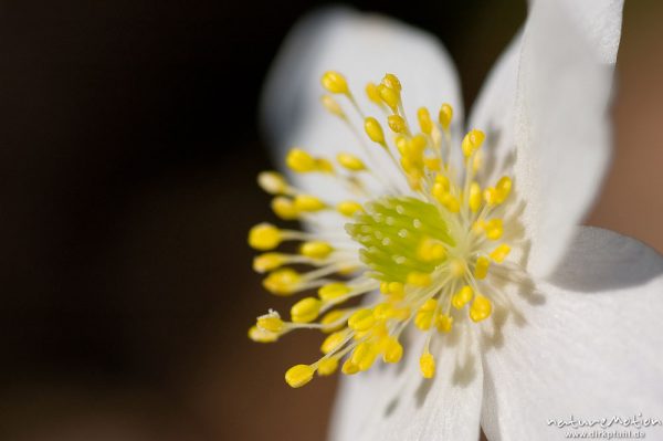 Buschwindröschen, Anemone nemorosa, Ranunculaceae, Blüte mit Staubfäden, Göttingen, Deutschland