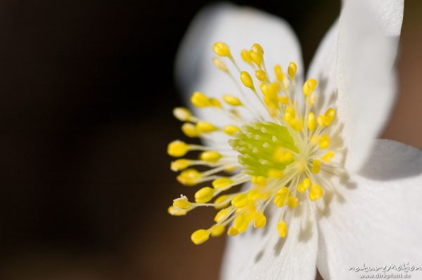 Buschwindröschen, Anemone nemorosa, Ranunculaceae, Blüte mit Staubfäden, Göttingen, Deutschland