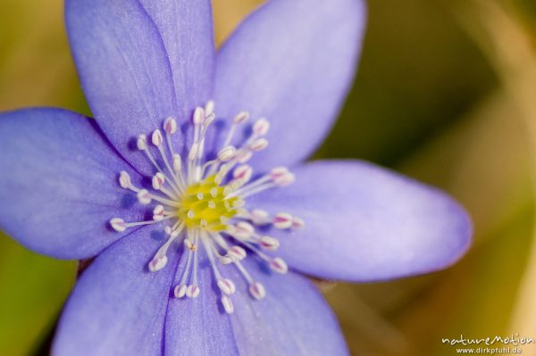 Leberblümchen, Hepatica nobilis, Ranunculaceae, Blüte mit Staubfäden, Göttingen, Deutschland