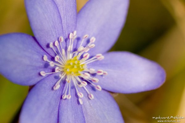 Leberblümchen, Hepatica nobilis, Ranunculaceae, Blüte mit Staubfäden, Göttingen, Deutschland