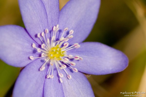 Leberblümchen, Hepatica nobilis, Ranunculaceae, Blüte mit Staubfäden, Göttingen, Deutschland