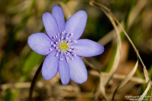 Leberblümchen, Hepatica nobilis, Ranunculaceae, Blüte mit Staubfäden, Göttingen, Deutschland