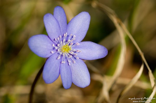 Leberblümchen, Hepatica nobilis, Ranunculaceae, Blüte mit Staubfäden, Göttingen, Deutschland