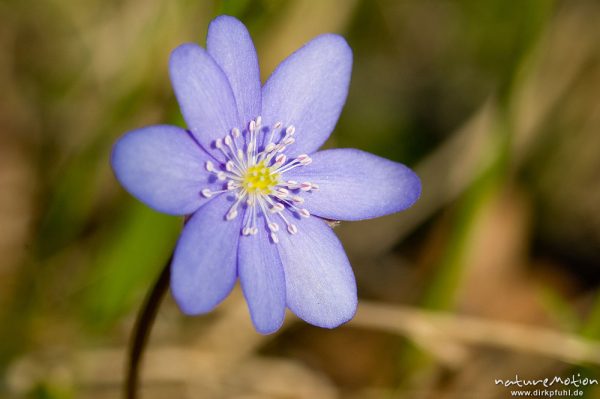 Leberblümchen, Hepatica nobilis, Ranunculaceae, Blüte mit Staubfäden, Göttingen, Deutschland