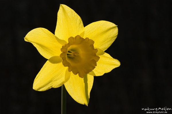 Gelbe Narzisse, Gelbe Narzisse, Osterglocke, Narcissus pseudonarcissus, Amaryllidaceae, Blüte im Gegenlicht, Göttingen, Deutschland