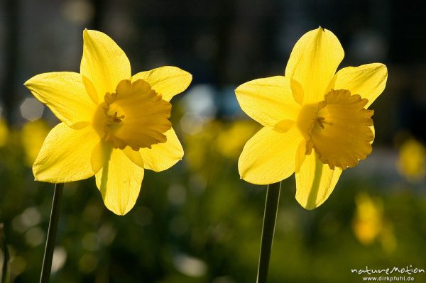 Gelbe Narzisse, Gelbe Narzisse, Osterglocke, Narcissus pseudonarcissus, Amaryllidaceae, Blüte im Geg, Göttingen, Deutschland