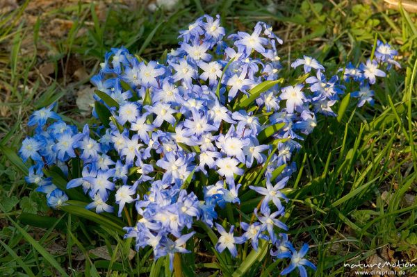 Schneestolz, Chionodoxa gigantea, Liliaceae, Grünstreifen, Göttingen, Deutschland