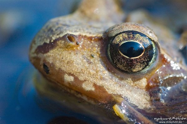 Grasfrosch, Rana temporaria, Ranidae, Auge, Göttingen, Deutschland