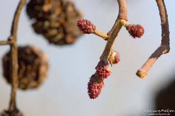 Schwarzerle, Alnus glutinosa, Betulaceae, frische Blütenknospen, Göttingen, Deutschland