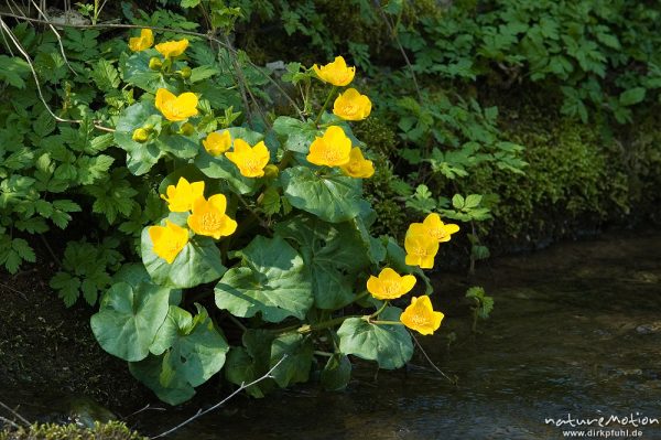 Sumpf-Dotterblume, Caltha palustris, Ranunculaceae, an Bachlauf, Lillachtal, Deutschland