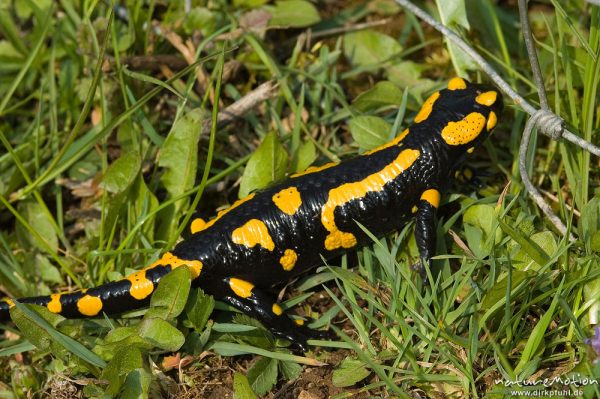 Feuersalamander, Salamandra salamandra, Salamandridae, in Bach, Lillachtal, Deutschland