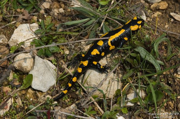 Feuersalamander, Salamandra salamandra, Salamandridae, in Bach, Lillachtal, Deutschland