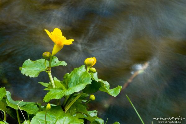 Sumpf-Dotterblume, Caltha palustris, Ranunculaceae, an Bachlauf, Lillachtal, Deutschland