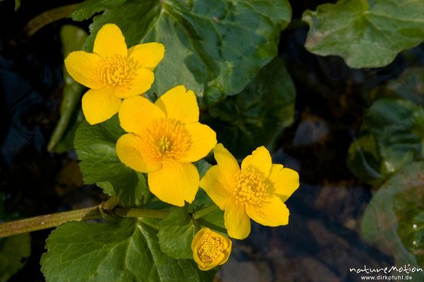 Sumpf-Dotterblume, Caltha palustris, Ranunculaceae, an Bachlauf, Lillachtal, Deutschland