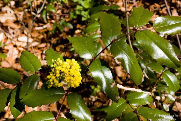 Gewöhnliche Mahonie, Mahonia aquifolium, Berberitzengewächse (Berberidaceae), Neophyt, junger Strauch in Blüte, Göttinger Wald, Göttingen, Deutschland