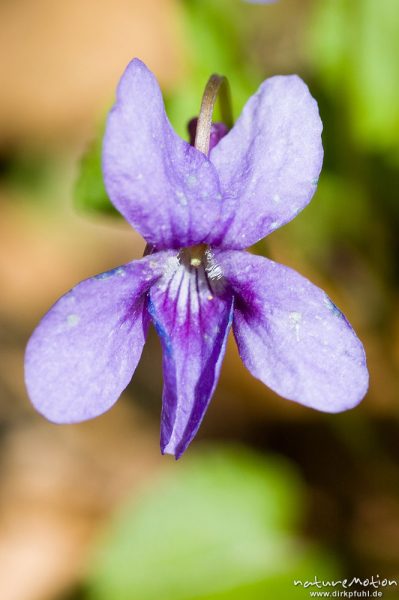 Wald-Veilchen, Viola reichenbachiana, Violaceae, Blüte, Göttingen, Deutschland
