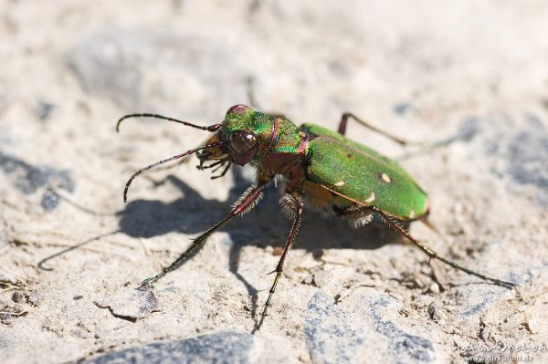 Feld-Sandlaufkäfer, Cicindela campestris, Cicindelidae, auf Waldweg, Göttingen, Deutschland