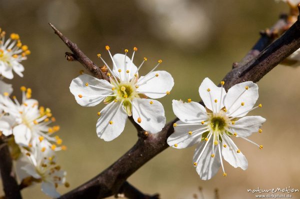 Eingriffeliger Weißdorn, Crataegus monogyna, Rosaceae, Zweig mit Blüten und Dornen, Göttingen, Deutschland