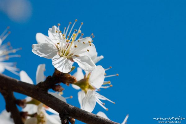 Eingriffeliger Weißdorn, Crataegus monogyna, Rosaceae, Zweig mit Blüten und Dornen vor blauem Himmel, Göttingen, Deutschland