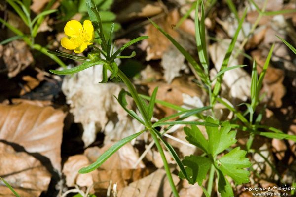 Gold-Hahnenfuß, Ranunculus auricomus, Ranunculaceae, Blüte, Stengel und Grundblatt, Göttingen, Deutschland