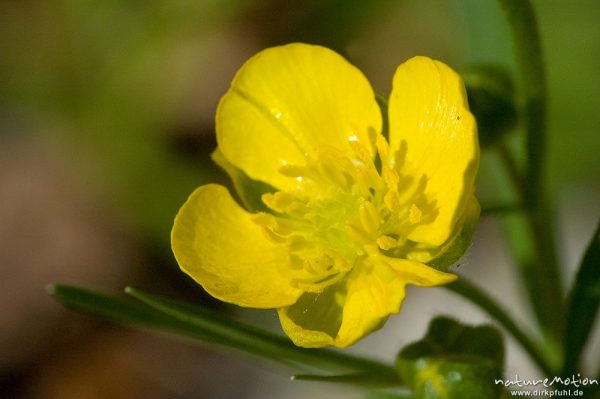 Gold-Hahnenfuß, Ranunculus auricomus, Ranunculaceae, Blüte, Göttingen, Deutschland