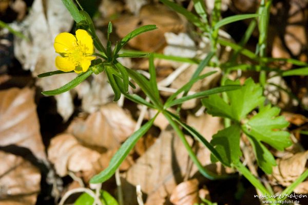 Gold-Hahnenfuß, Ranunculus auricomus, Ranunculaceae, Blüte, Stengel und Grundblatt, Göttingen, Deutschland