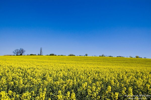 Raps, Brassica napus, Brassicaceae, Feld, Gartetal, Deutschland