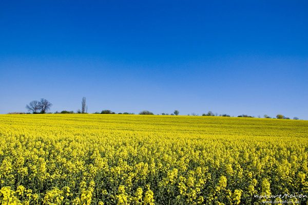 Raps, Brassica napus, Brassicaceae, Feld, Gartetal, Deutschland