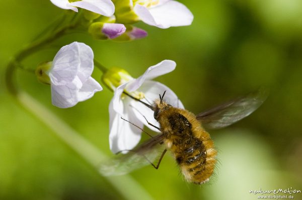 Großer Wollschweber, Bombylius major, Bombyliidae, fliegend an Blüte (Wiesen-Schaumkraut), Göttingen, Deutschland