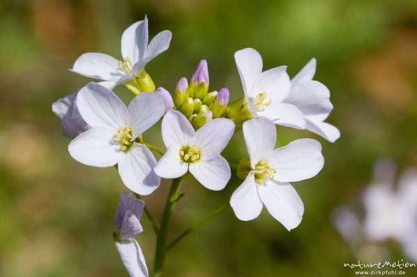 Wiesen-Schaumkraut, Cardamine pratensis, Brassicaceae, Blütenstand, Göttingen, Deutschland