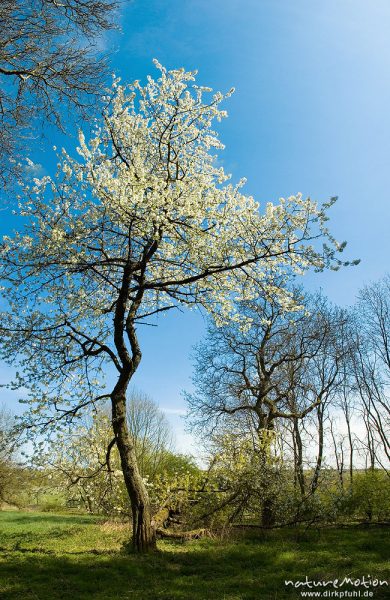 Kirsche, Prunus spec., Rosaceae, blühender Baum vor blauem Himmel, Kerstlingeröder Feld, Göttingen, Deutschland