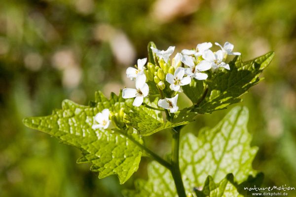 Knoblauchsrauke, Alliaria petiolata, Brassicaceae, Blütenstand, Kerstlingeröder Feld, Göttingen, Deutschland