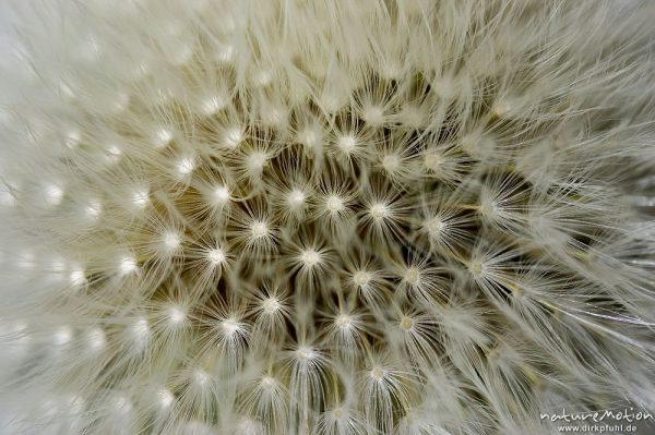 Löwenzahn, Taraxacum officinale, Asteraceae, Früchte in Aufsicht, Pappus, Kerstlingeröder Feld, Göttingen, Deutschland