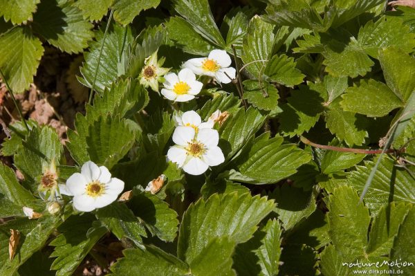 Wald-Erdbeere, Fragaria vesca, Rosaceae, blühend, Witzenhausen, Deutschland