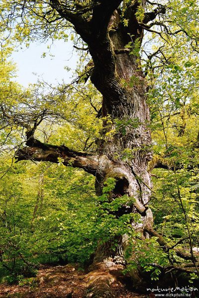 alte Eiche zwischen belaubten Zweigen, Urwald Sababurg, Deutschland