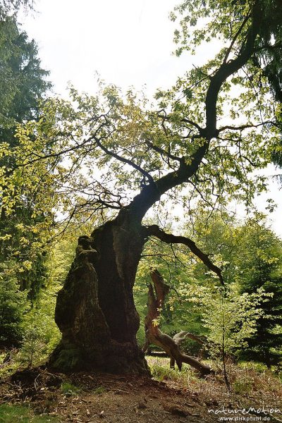 alte hohle Buche mit belaubten Zweigen, Urwald Sababurg, Deutschland