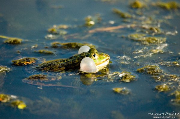 Seefrosch, Rana ridibunda, Ranidae, rufendes Männchen, Schallblasen, Leineaue, Göttingen, Deutschland