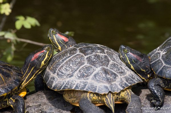 Rotwangen-Schmuckschildkröte, Trachemys scripta elegans, Emydidae, mehrere Tiere beim sonnenbaden auf einem ins Wasser ragenden Baumstamm, Kiessee, Göttingen, Deutschland