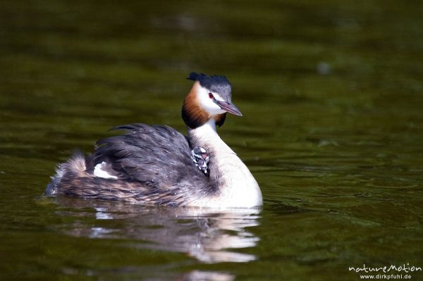 Haubentaucher, Podiceps cristatus, Podicipedidae, Altvogel mit Jungen, Brutpflege, füttern, Kiessee, Göttingen, Deutschland