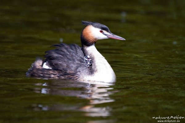 Haubentaucher, Podiceps cristatus, Podicipedidae, Altvogel mit Jungen, Brutpflege, füttern, Kiessee, Göttingen, Deutschland