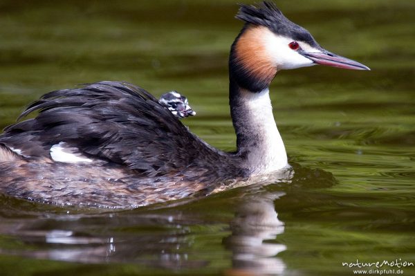 Haubentaucher, Podiceps cristatus, Podicipedidae, Altvogel mit Jungen, Brutpflege, füttern, Kiessee, Göttingen, Deutschland