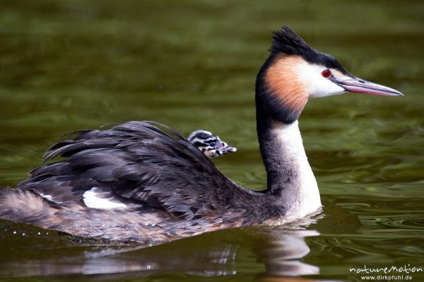 Haubentaucher, Podiceps cristatus, Podicipedidae, Altvogel mit Jungen, Brutpflege, füttern, Kiessee, Göttingen, Deutschland