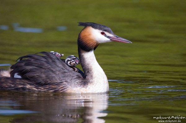 Haubentaucher, Podiceps cristatus, Podicipedidae, Altvogel mit Jungen, Brutpflege, füttern, Kiessee, Göttingen, Deutschland