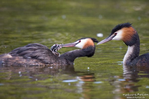 Haubentaucher, Podiceps cristatus, Podicipedidae, Altvogel mit Jungen, Brutpflege, füttern, Kiessee, Göttingen, Deutschland
