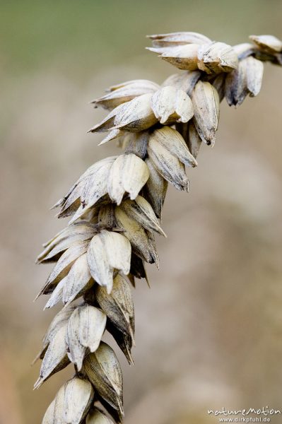 Weizen, Triticum aestivum, Poaceae, trockene Ähren nach feuchtem Sommer, Leineaue, Göttingen, Deutschland