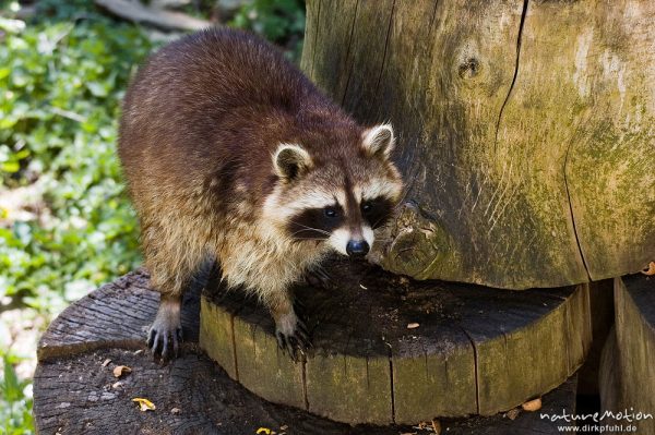 Waschbär, Procyon lotor, Procyonidae, Bärenpark Worbis, Bärenpark Worbis, Deutschland